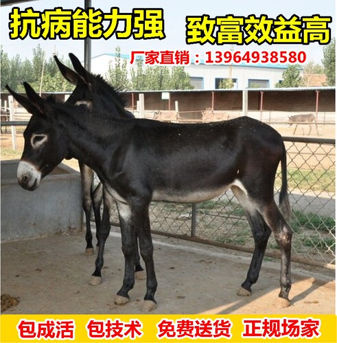 小毛驴肉驴活驴出售驴