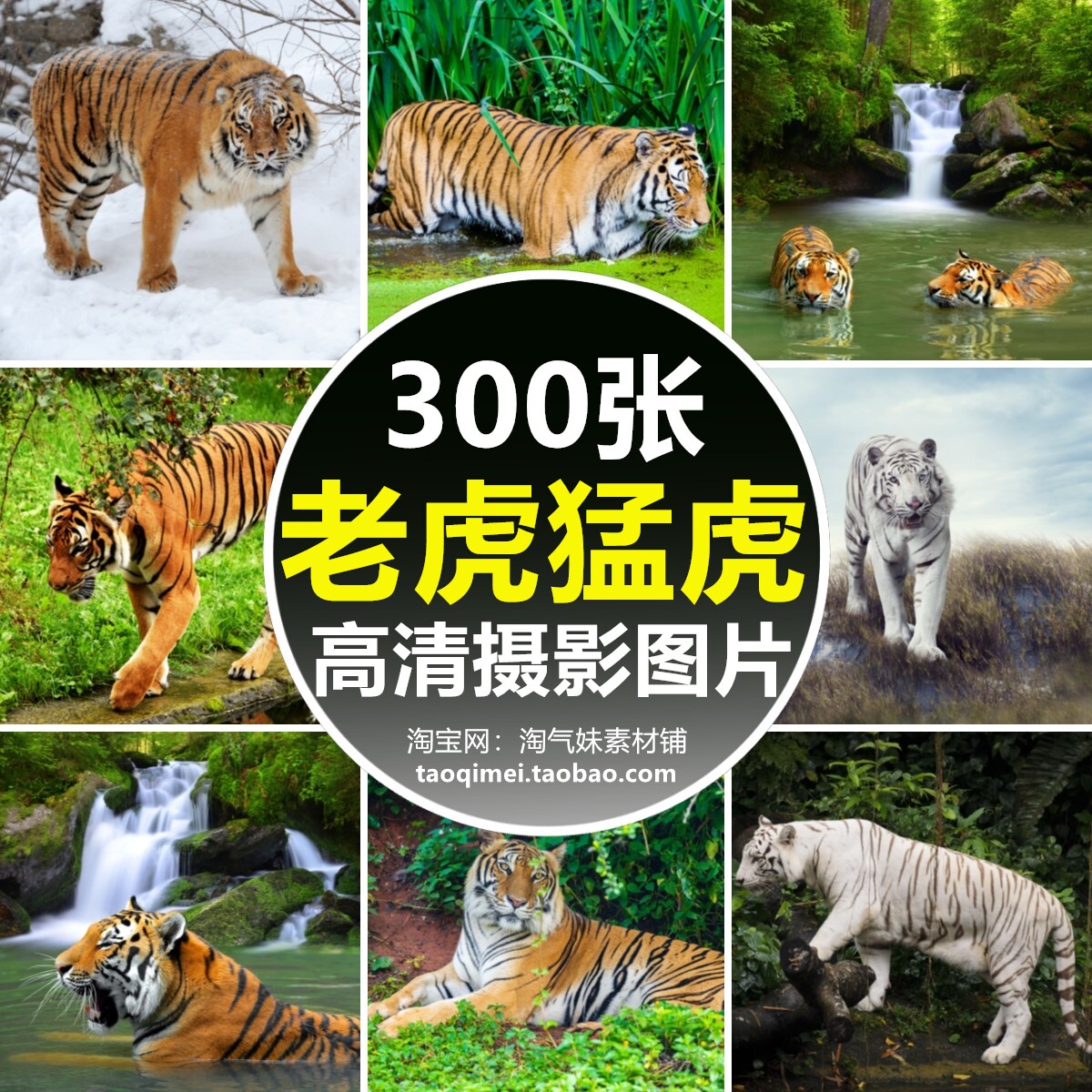 高清生物动物jpg图片老虎猛虎东北华南孟加拉虎特写绘画摄影素材
