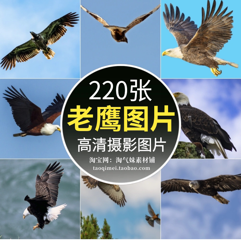 高清jpg老鹰图片雄鹰苍鹰金鹰海雕猎鹰猛禽展翅飞翔鸟类摄影素材