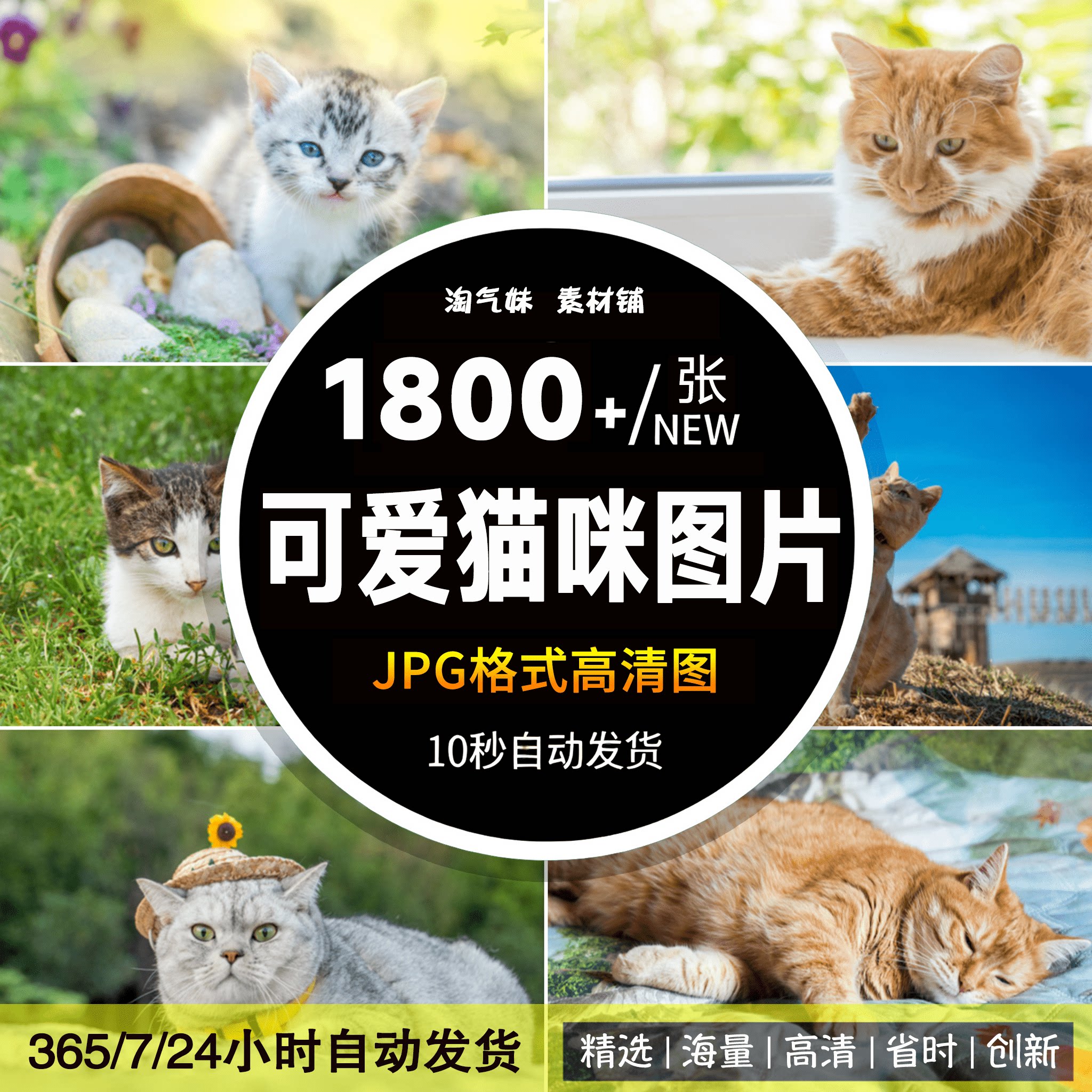 高清JPG素材可爱小猫咪图片宠物猫黑猫白猫加菲猫萌宠店宣传素材