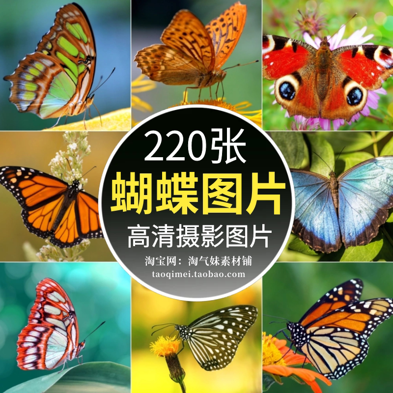 高清jpg蝴蝶图片彩色蝶凤蝶花蝴蝶飞蛾花丛昆虫摄影照片特写素材