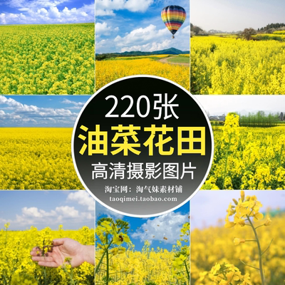 高清JPG油菜花开图片春天花海田园植物农田户外自然美景摄影素材