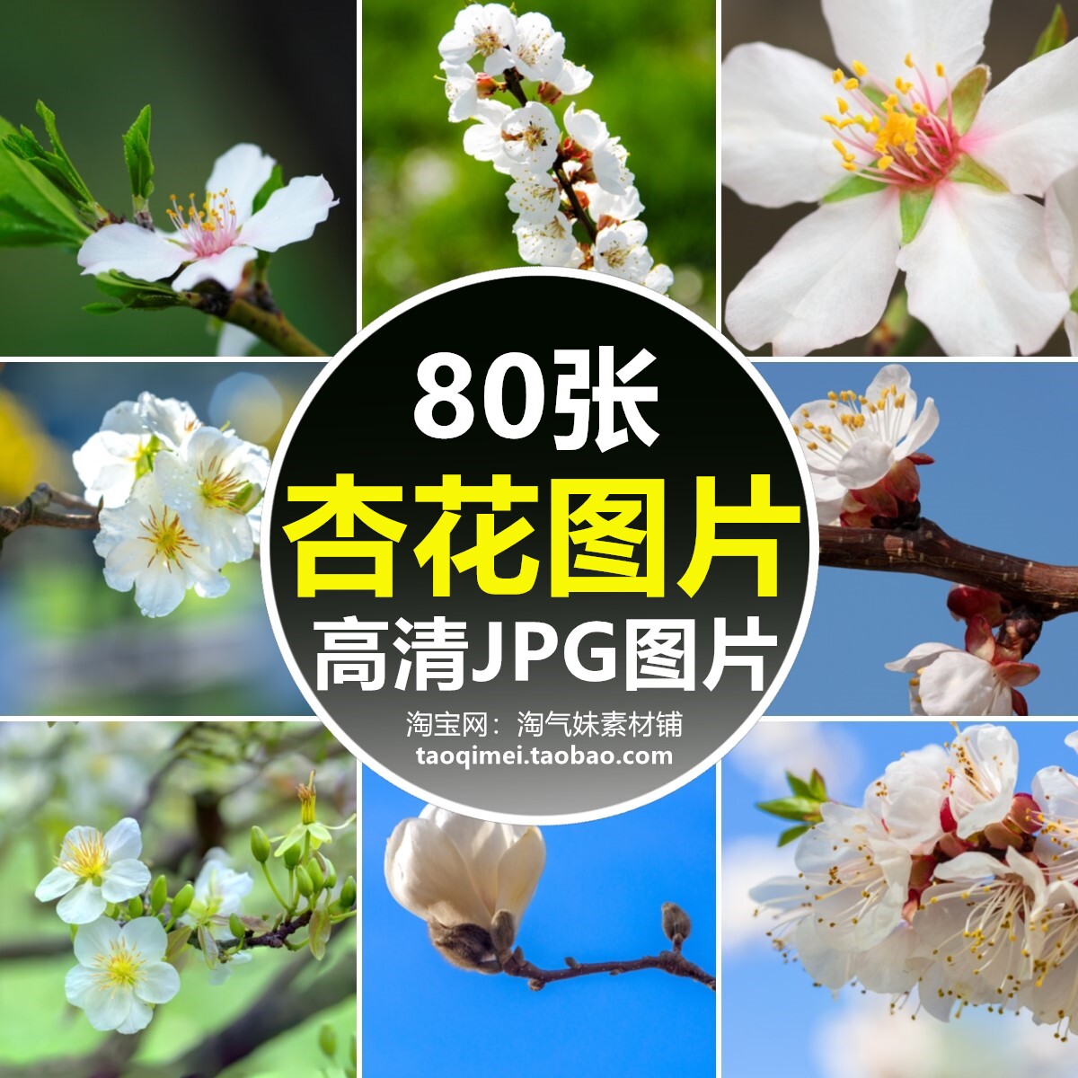 高清jpg杏花图片红杏树观赏花卉花朵植物清新唯美背景素材摄影照