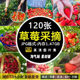 高清JPG草莓采摘图片大棚草莓采摘园新鲜红草莓种植丰收摄影素材