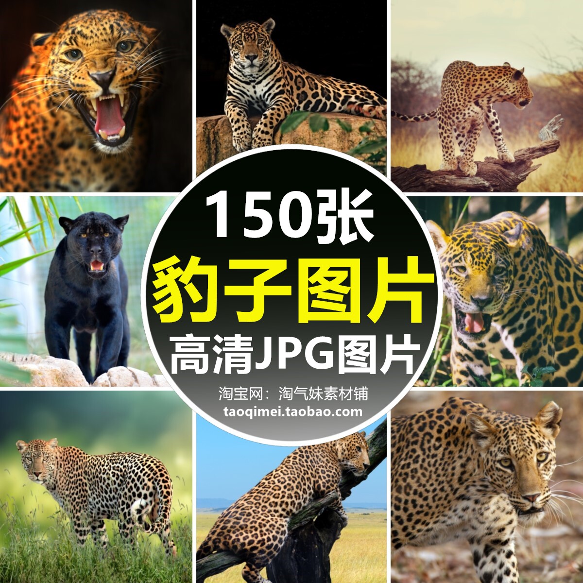 高清jpg豹子图片金钱豹猎豹花豹美洲雪豹野生猫科动物摄影素材照