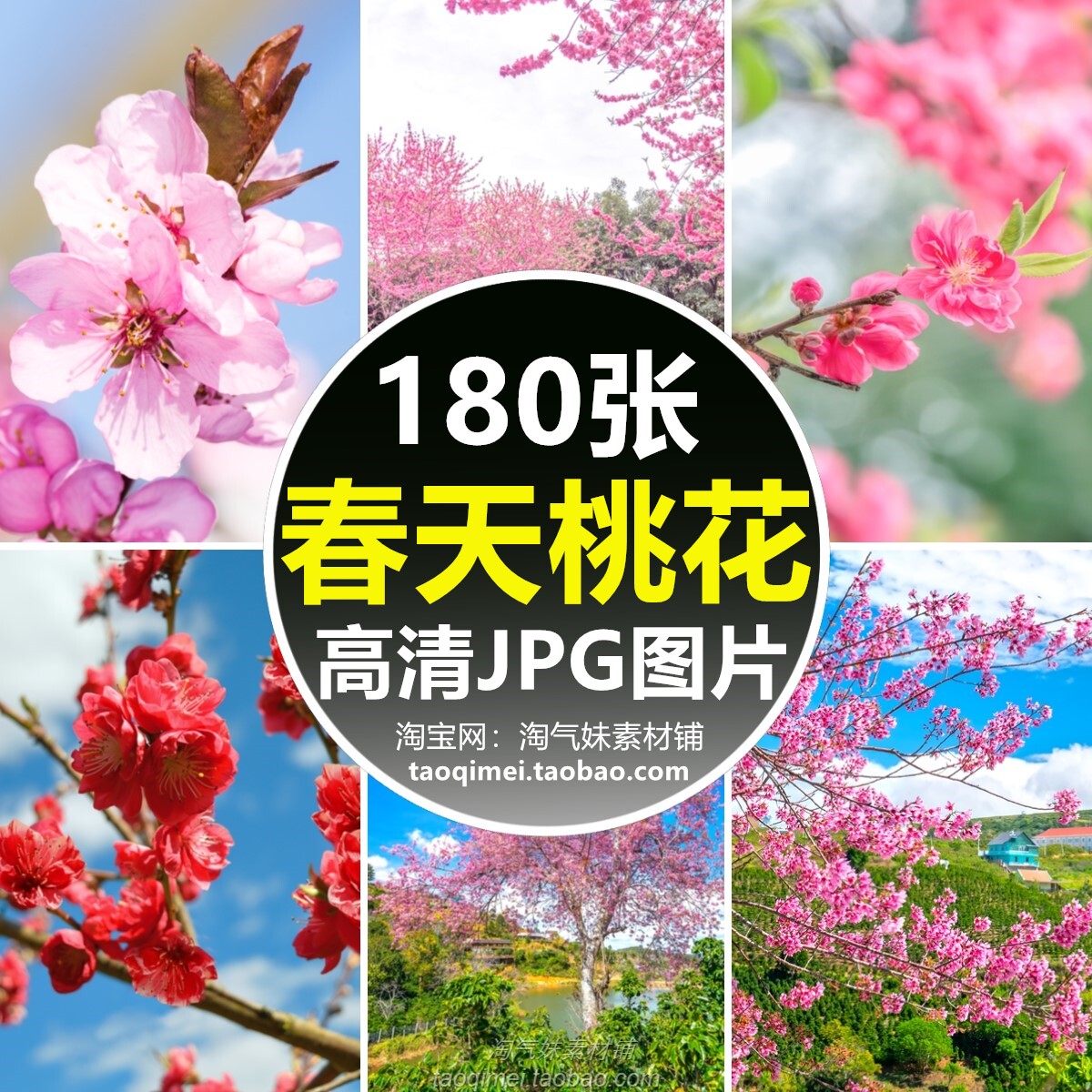 高清jpg春天桃花图片红白粉色花瓣花卉花朵盛开园林植物摄影素材