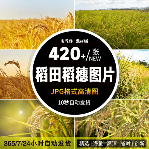 高清JPG稻田稻穗图片稻谷水稻粮食稻花农村农田农业宣传摄影素材