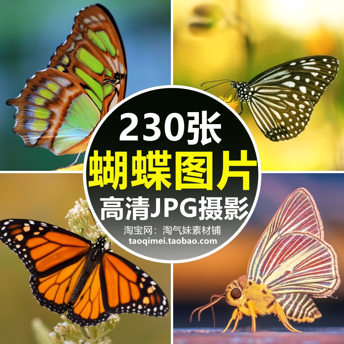 高清jpg蝴蝶图片彩色蝶凤蝶花蝴蝶飞蛾花丛昆虫摄影照片特写素材