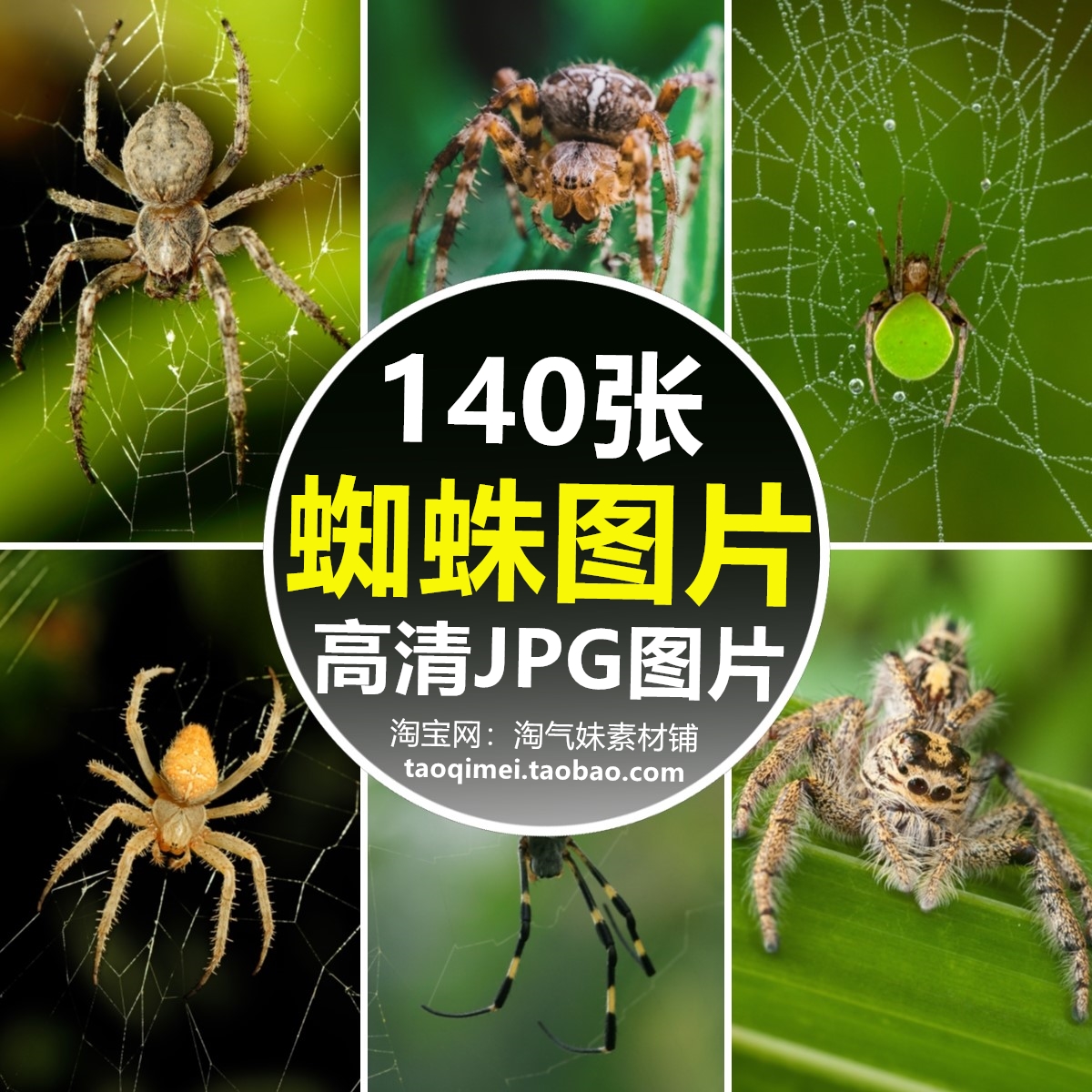 高清jpg蜘蛛图片毒蛛跳蛛结网捕食昆虫节肢动物爬虫微距摄影素材
