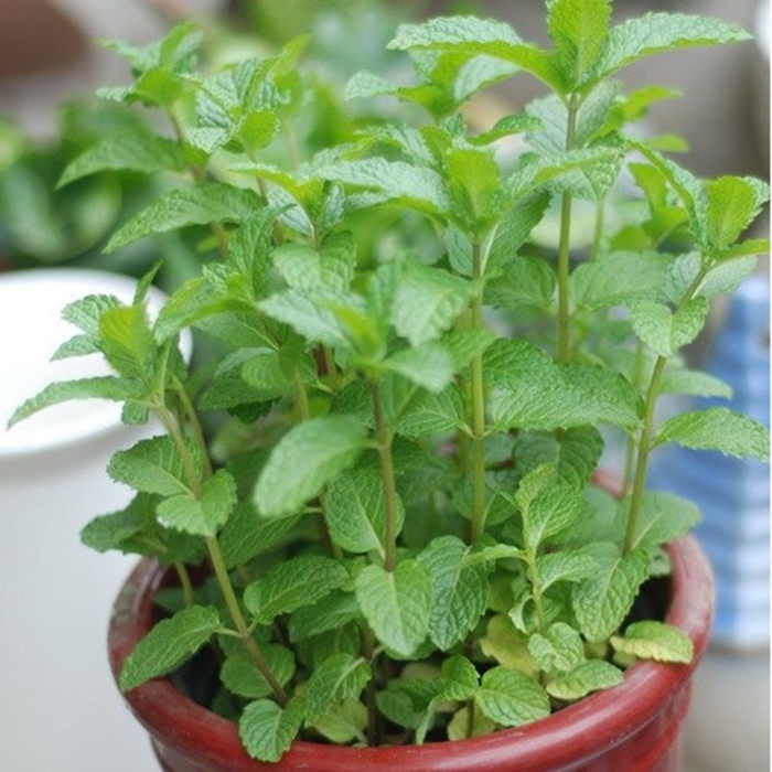 盆栽花卉绿植 四季食用柠檬薄荷 室内花草 香水薄荷 阳台植物