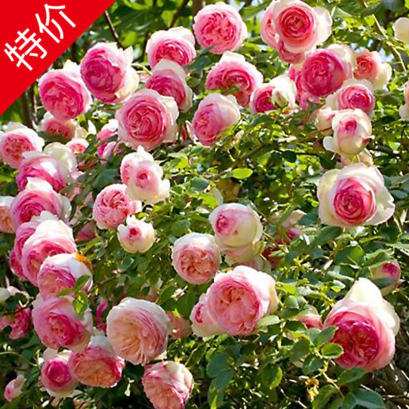 欧月 粉色龙沙宝石 阳台藤本月季花苗爬藤月季四季开花卉玫瑰