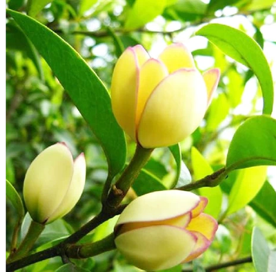 绿植含笑红花含笑苗 含笑花花苗 含笑花盆栽紫花含笑盆栽花苗包邮