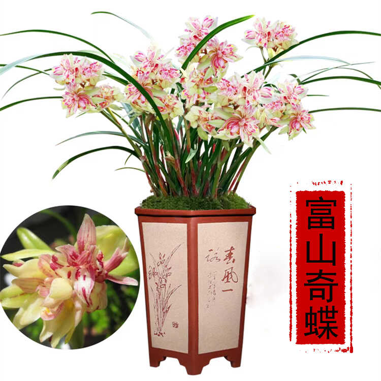 花香浓郁室内盆栽高档植物