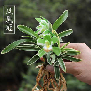 矮种金边建兰名品【凤凰冠】浓香型国兰室内书桌面绿植兰花草花卉