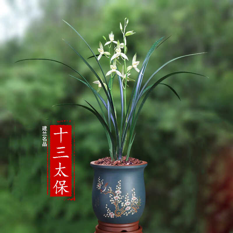 建兰名品十三太保室内盆栽绿植