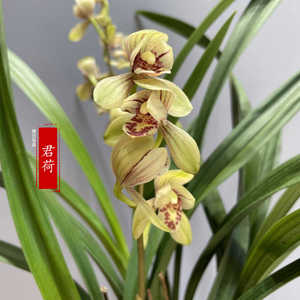 客厅绿植浓香型庭院阳台开花君荷