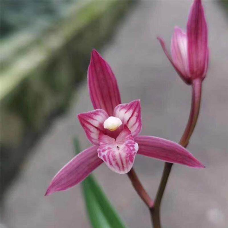 名贵兰花苗建兰【金顶红】兰花盆栽花卉室内植物花好养活基地直销