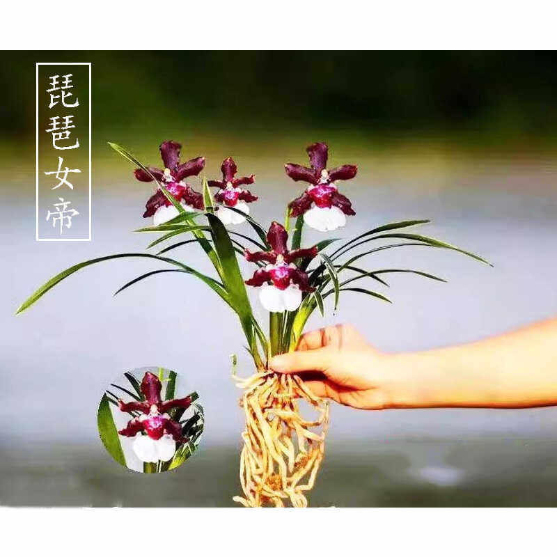 浓香型矮种金边名贵建兰兰花苗