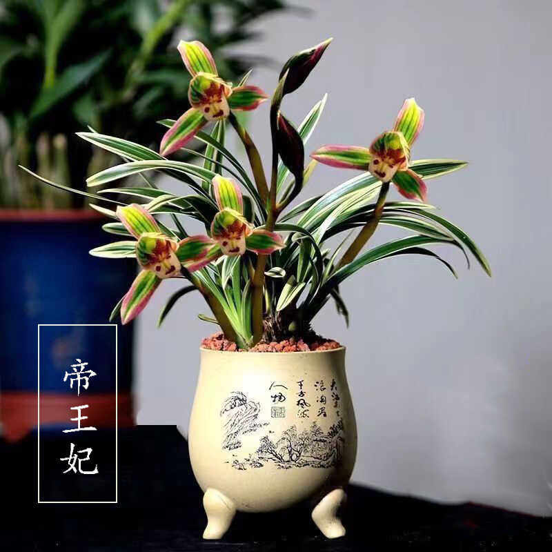 浓香型庭院矮种绿植金边兰花苗