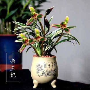 兰花苗金边矮种【帝王妃】浓香型建兰名品庭院阳台花卉盆栽绿植