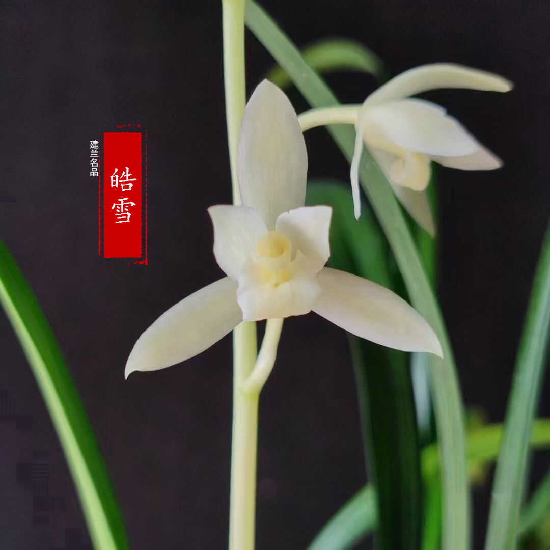 室内好养高端四季浓香花型