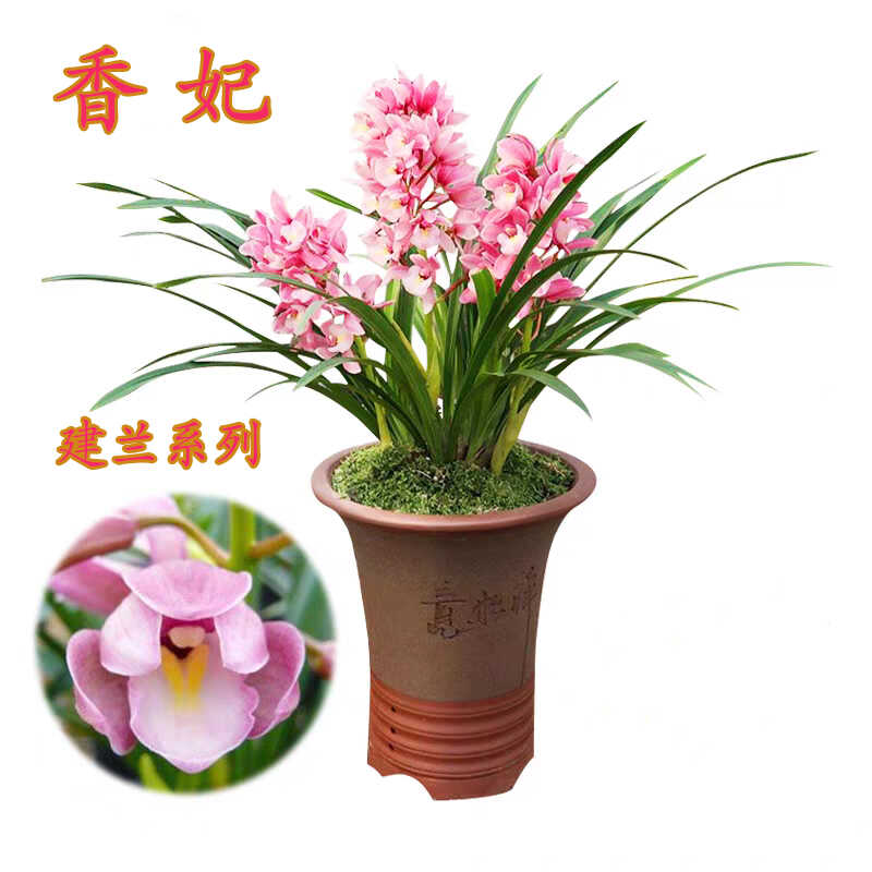 兰花盆栽建兰名品香妃