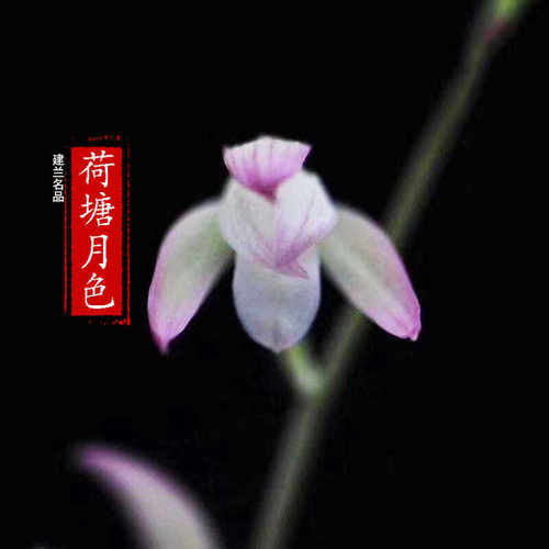 桌面好养荷塘月色室内盆栽兰花苗