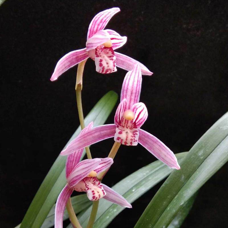 名贵兰花苗浓香型【峨眉胭脂】建兰办公室盆栽四季花卉阳台绿植