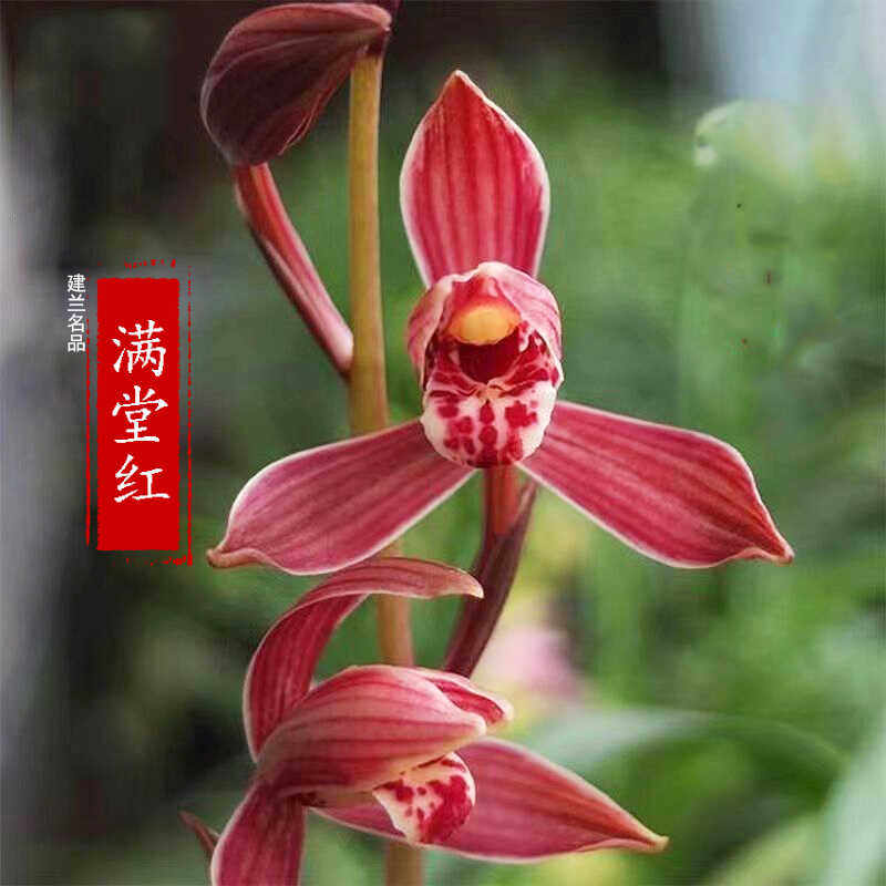 建兰四季兰名品浓香型兰花苗
