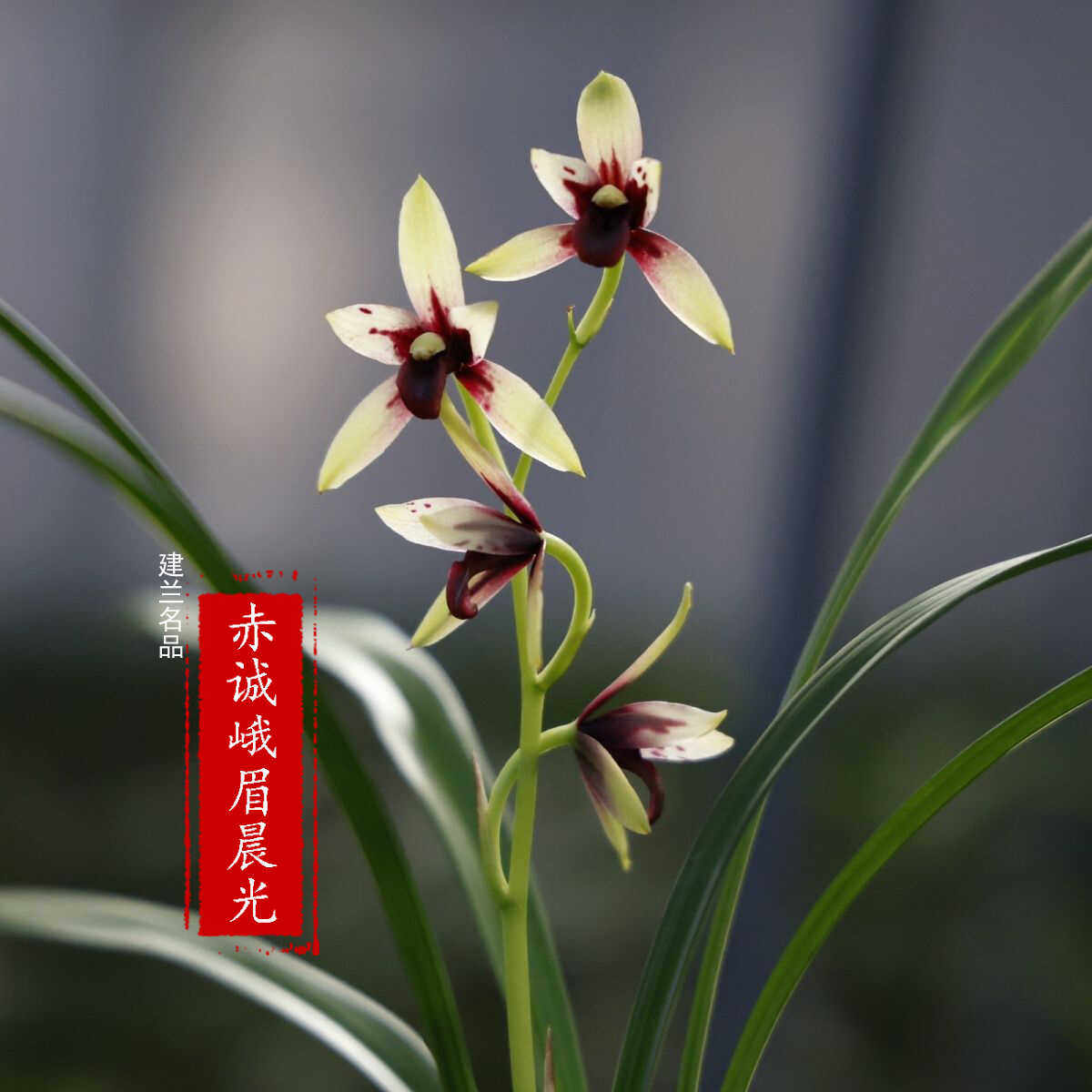 赤诚峨眉晨光浓香花型兰花苗