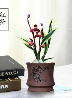 金边矮种兰花【红荷】浓香型 建兰名品懒人好养高档室内绿植花卉