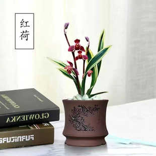 金边矮种兰花【红荷】浓香型 建兰名品懒人好养高档室内绿植花卉