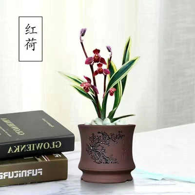 红荷兰花高档矮种懒人好养金边