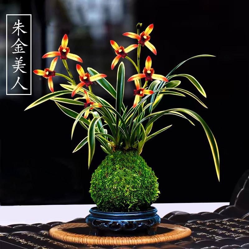 朱金美人好养活浓香金边矮种兰花