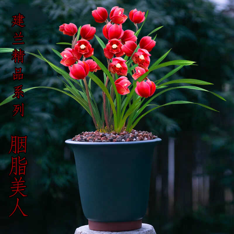 兰花苗盆栽植物建兰名品