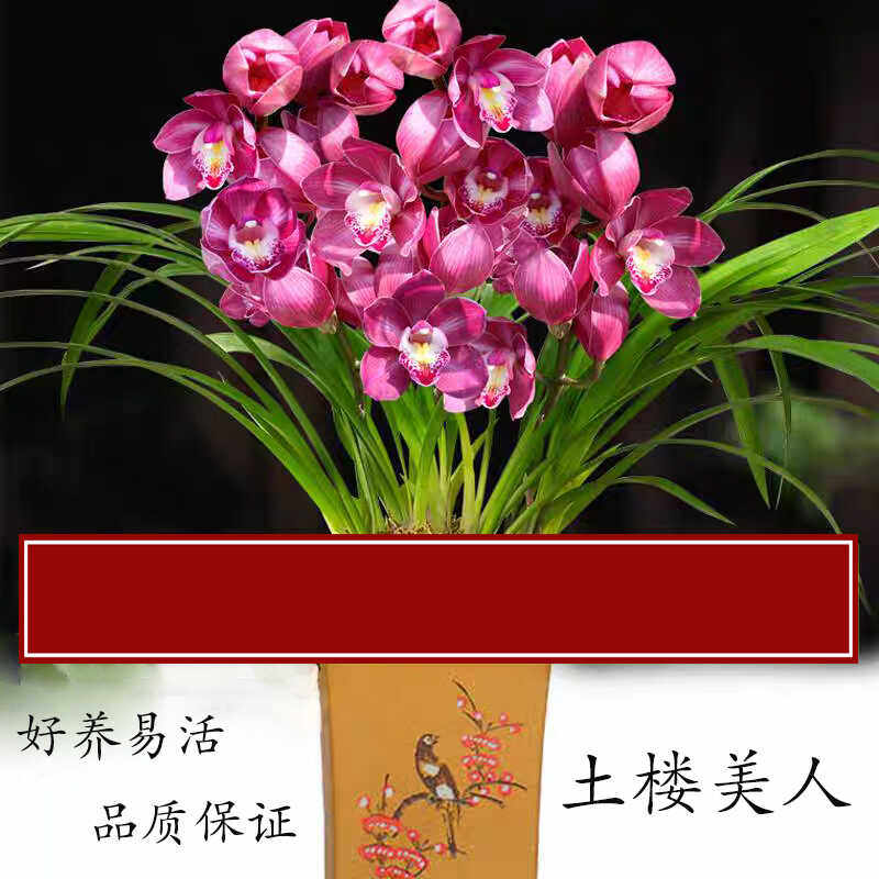 建兰名品土楼美人兰花草盆栽