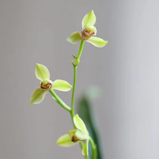 兰花苗建兰【夏皇梅】开花浓香型兰草四季好养花卉盆栽客厅办公桌