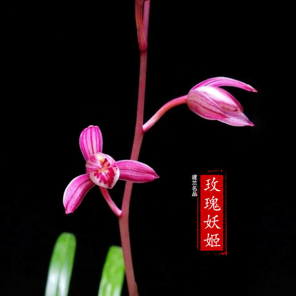 兰花苗浓香型【玫瑰妖姬】名贵高档建兰盆栽室内四季好养兰草花卉