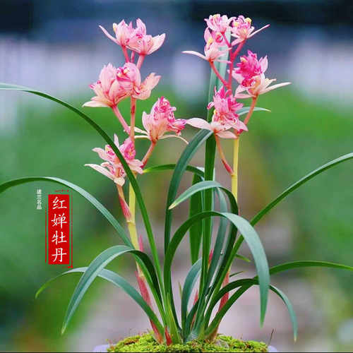 好养活浓香植物红婵牡丹兰花苗