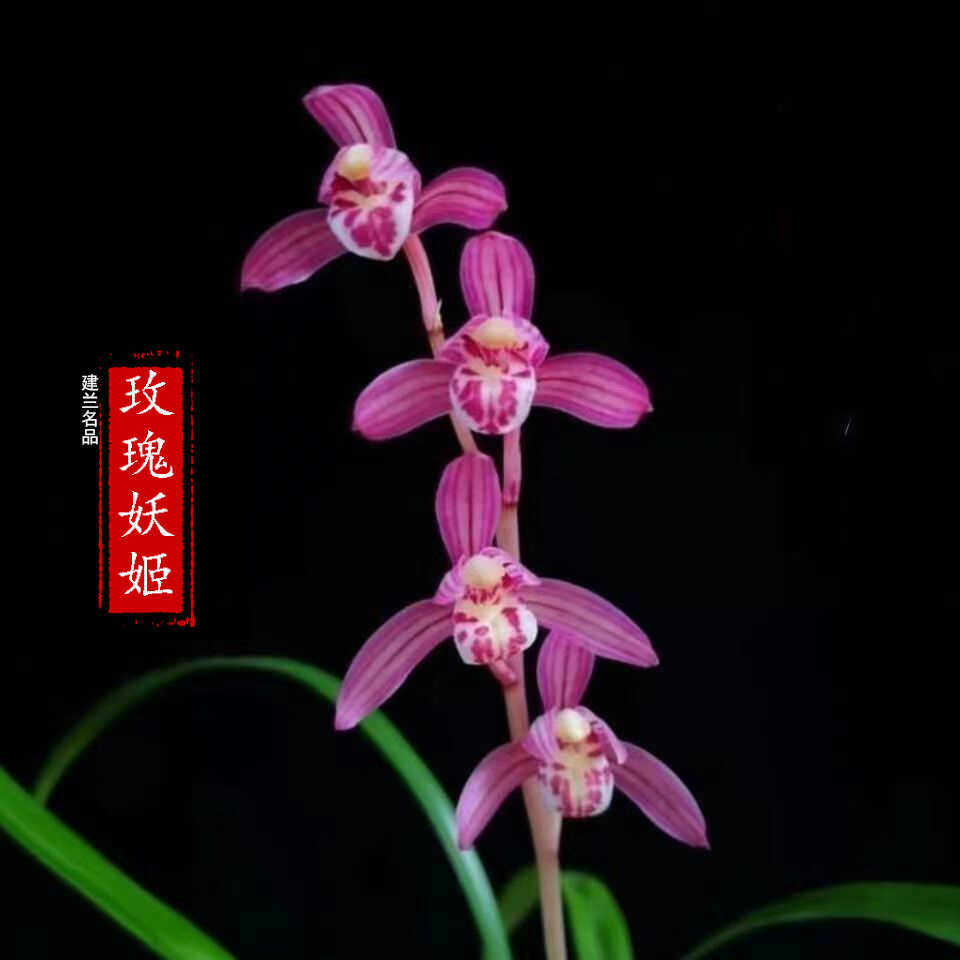 玫瑰妖姬名品浓香型兰花草四季兰