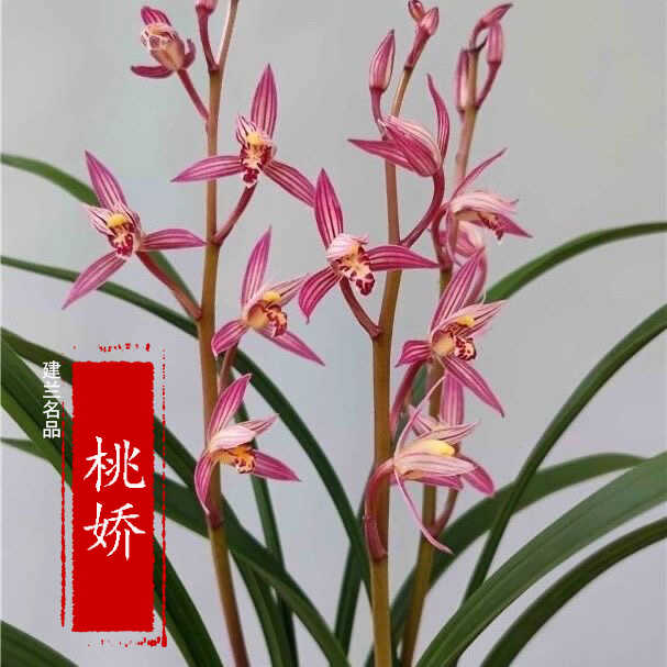室内兰花盆栽绿植好养易活桃娇