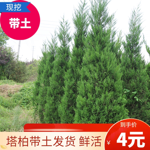 松柏塔柏带土球鲜活发货