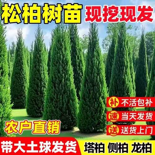 柏树树苗 塔柏 扁柏松柏侧柏树苗圆柏松树宝塔松龙柏苗绿化四季青