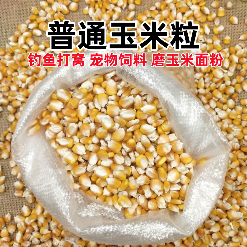 农家老玉米粒当季新粮
