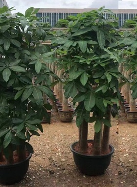 保山市花卉盆栽店绿萝植发财天堂鸟66隆阳区施甸腾冲龙陵昌宁县