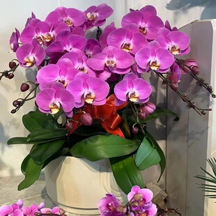 昆明市开花卉店春节日元宵送礼蝴蝶惠兰开业张呈贡晋宁富民寻甸县