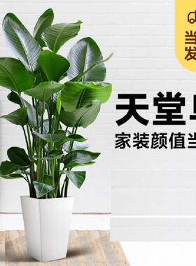 宜昌市花卉盆栽店天堂鸟平安招发财金钱树26五峰县宜都当阳枝江