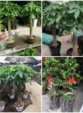 安庆市花卉盆栽店室内绿萝植物招发财金钱幸福树天堂鸟91宿松县