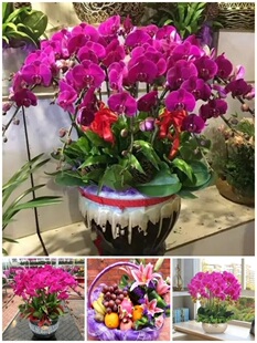 抚州市鲜花卉店领导送礼蝴蝶兰水果篮临川区东乡丰黎广昌宜黄县