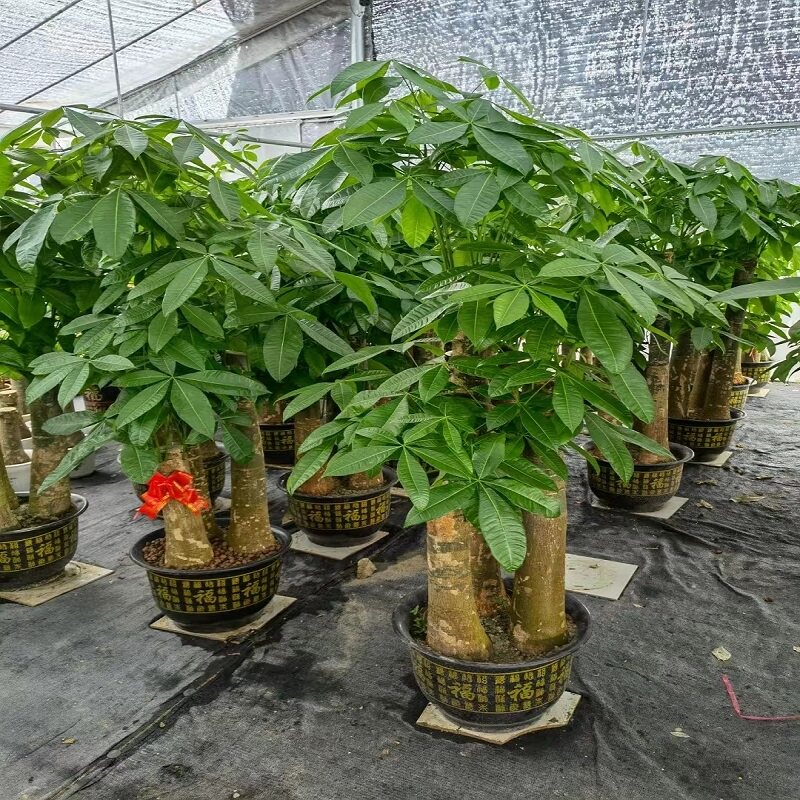 九江市花卉盆栽店绿萝植招发财天堂鸟66浔阳区庐山武宁永修水县